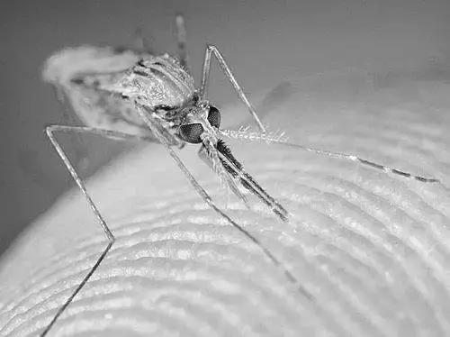 世界防治疟疾日-蚊子咬的每一口都 “独一无二”